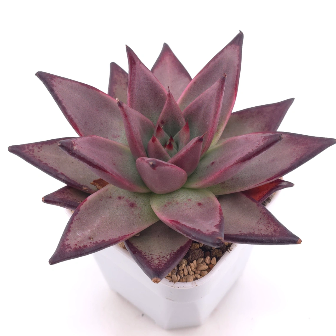 Echeveria 'The Devil' | 紅魔鬼 thumbnail 2