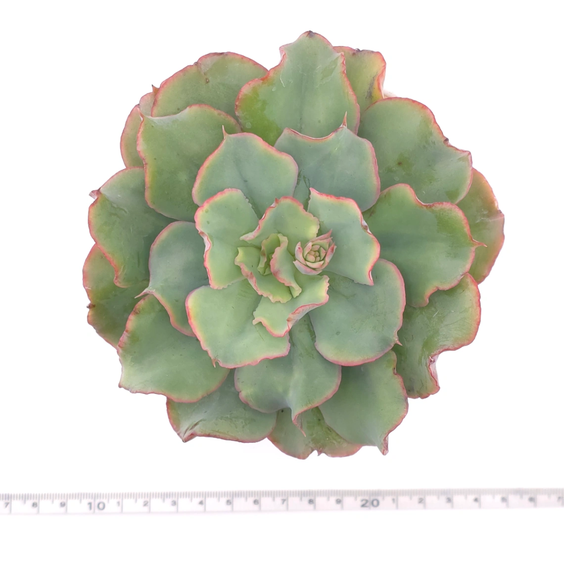Echeveria 'Tsunami' spp. | 海嘯雜 thumbnail 4