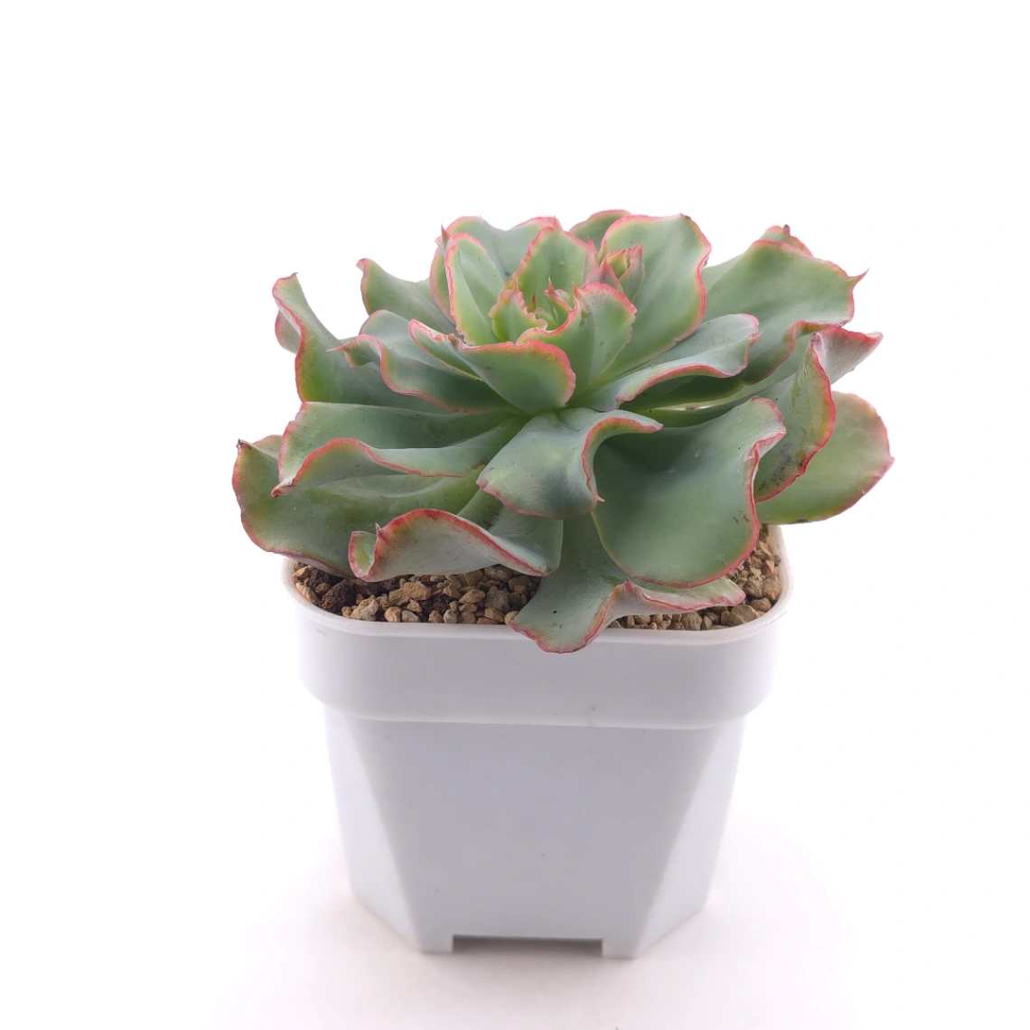 Echeveria 'Tsunami' spp. | 海嘯雜 thumbnail 3