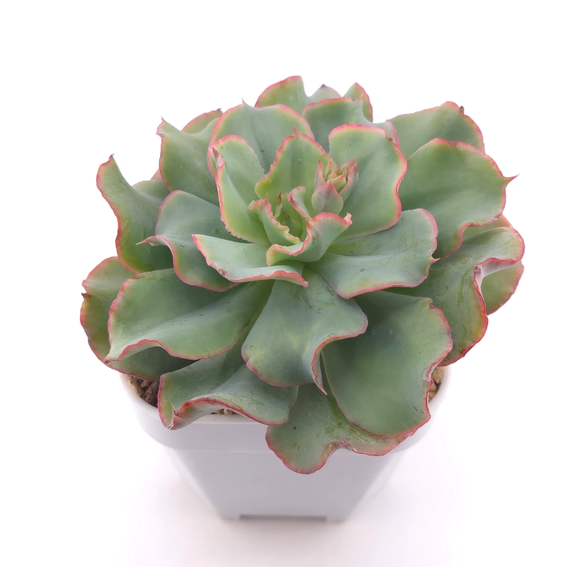 Echeveria 'Tsunami' spp. | 海嘯雜 thumbnail 2