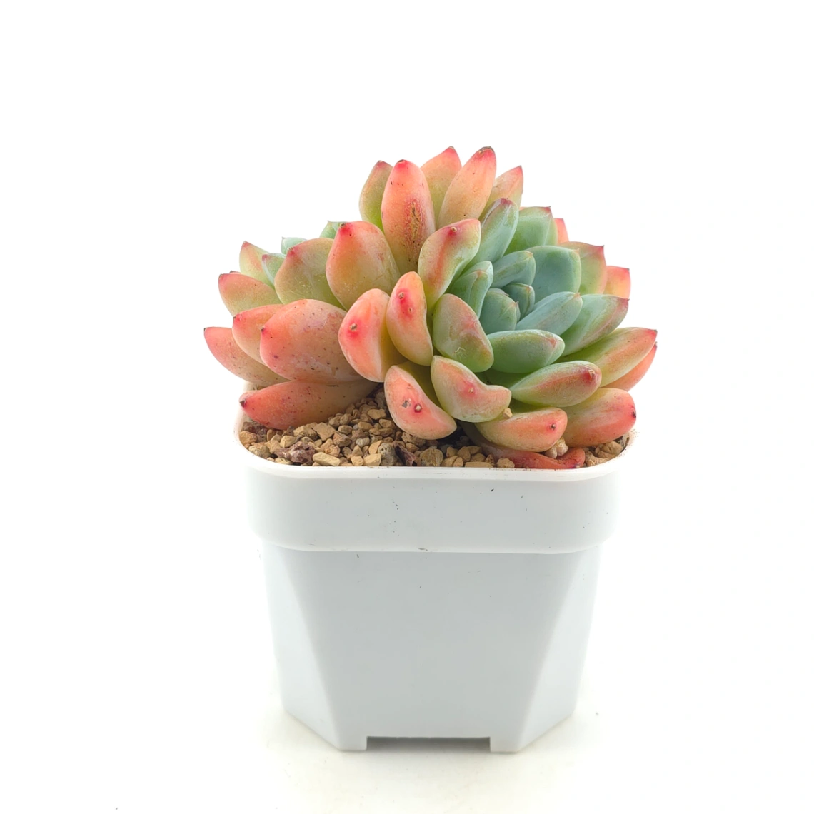 Echeveria 'White Diamond' | 白鑽石 thumbnail 3