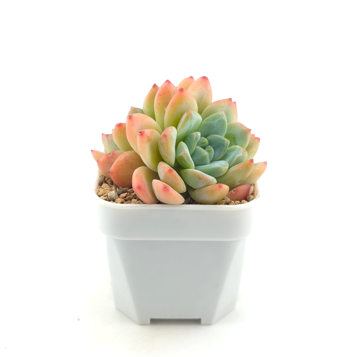 Echeveria 'White Diamond' | 白鑽石 thumbnail 3