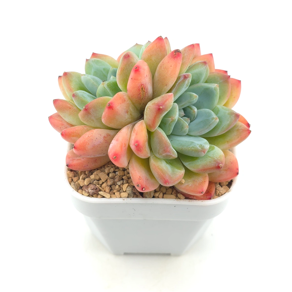 Echeveria 'White Diamond' | 白鑽石 thumbnail 2