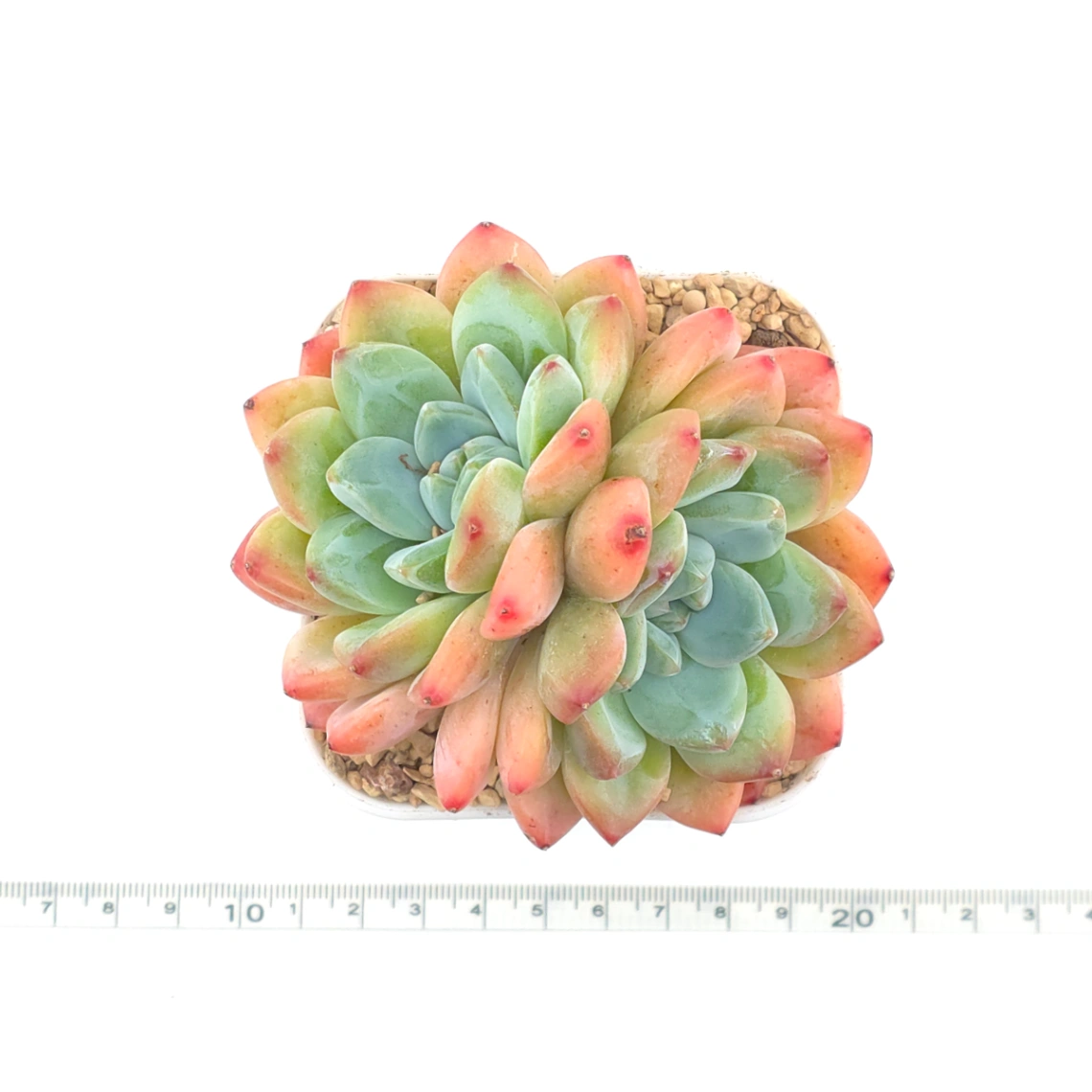 Echeveria 'White Diamond' | 白鑽石 thumbnail 4