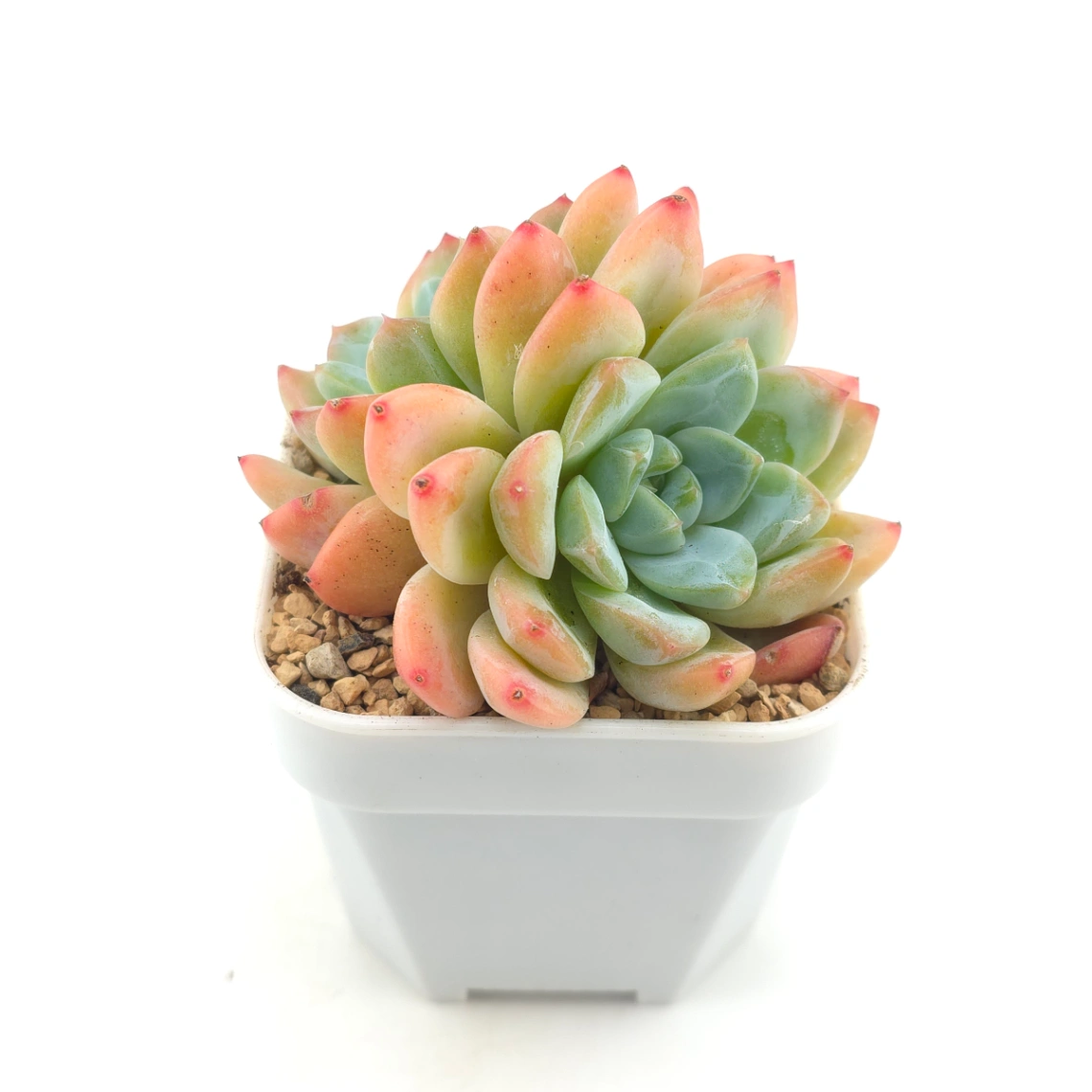 Echeveria 'White Diamond' | 白鑽石 thumbnail 2