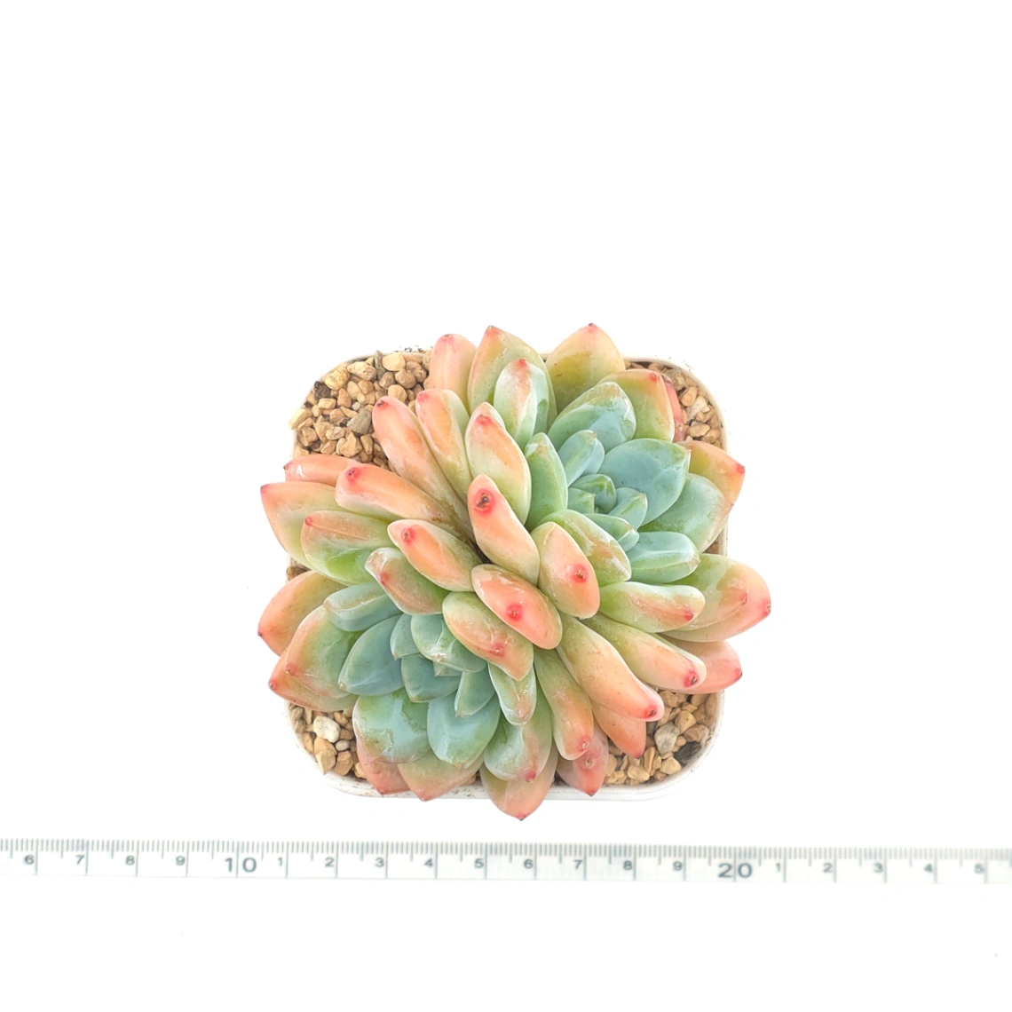 Echeveria 'White Diamond' | 白鑽石 thumbnail 4