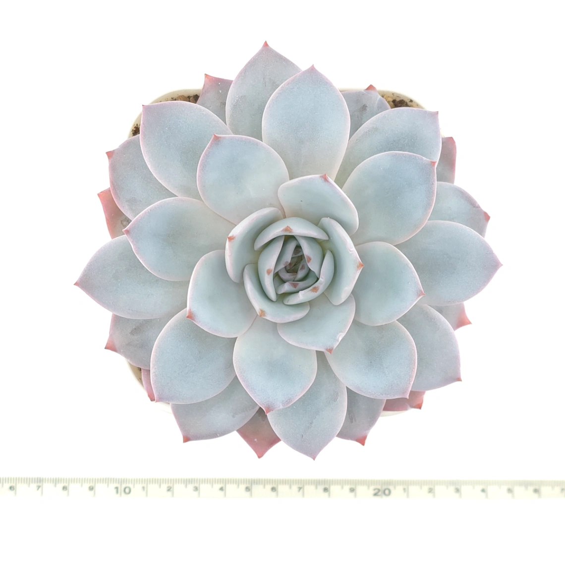 Echeveria ‘White Lotus (laui x Cante)’ | 白色戀人 thumbnail 4