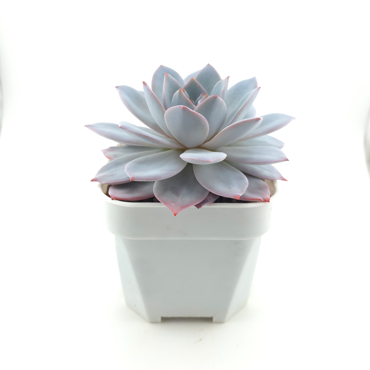 Echeveria ‘White Lotus (laui x Cante)’ | 白色戀人 thumbnail 3