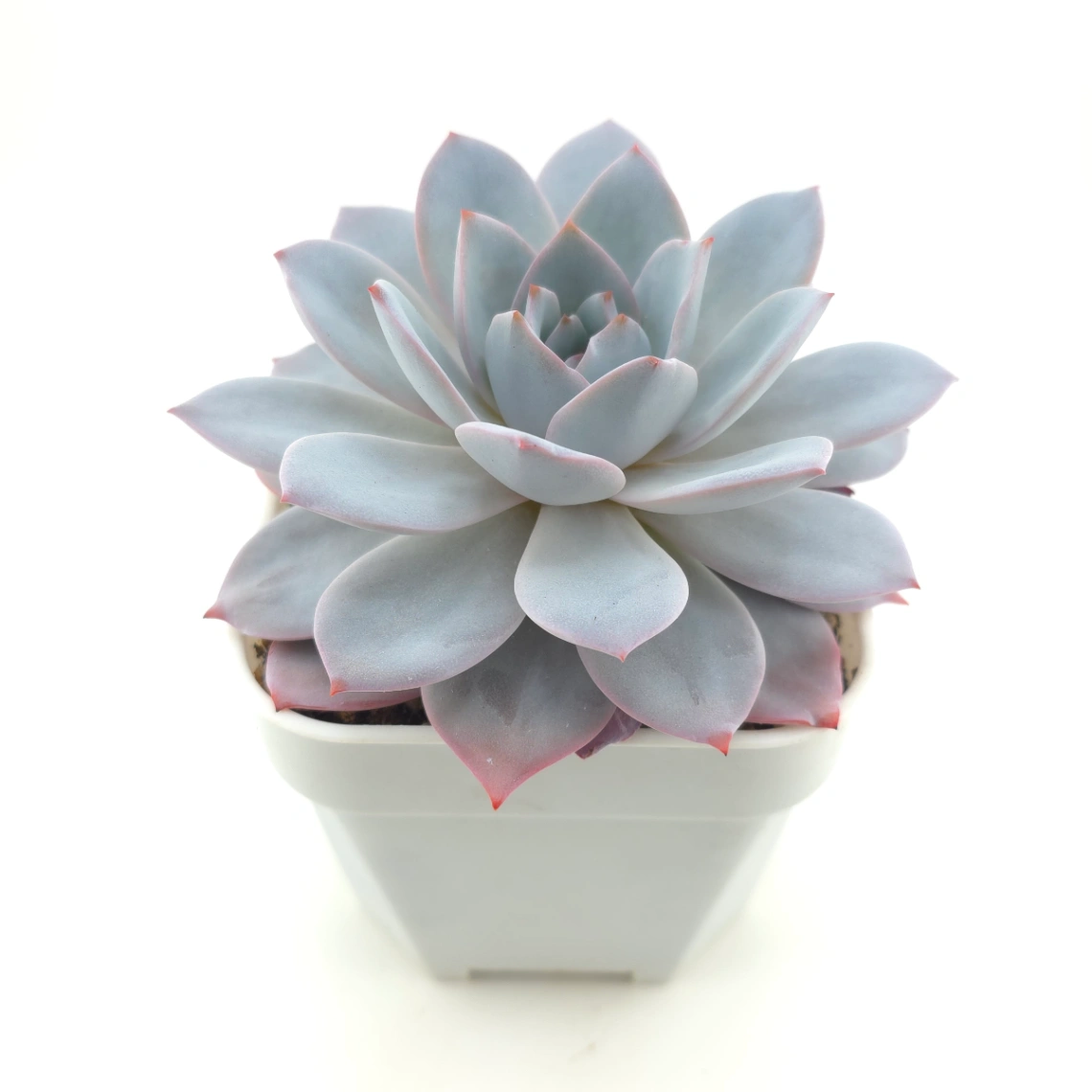 Echeveria ‘White Lotus (laui x Cante)’ | 白色戀人 thumbnail 2