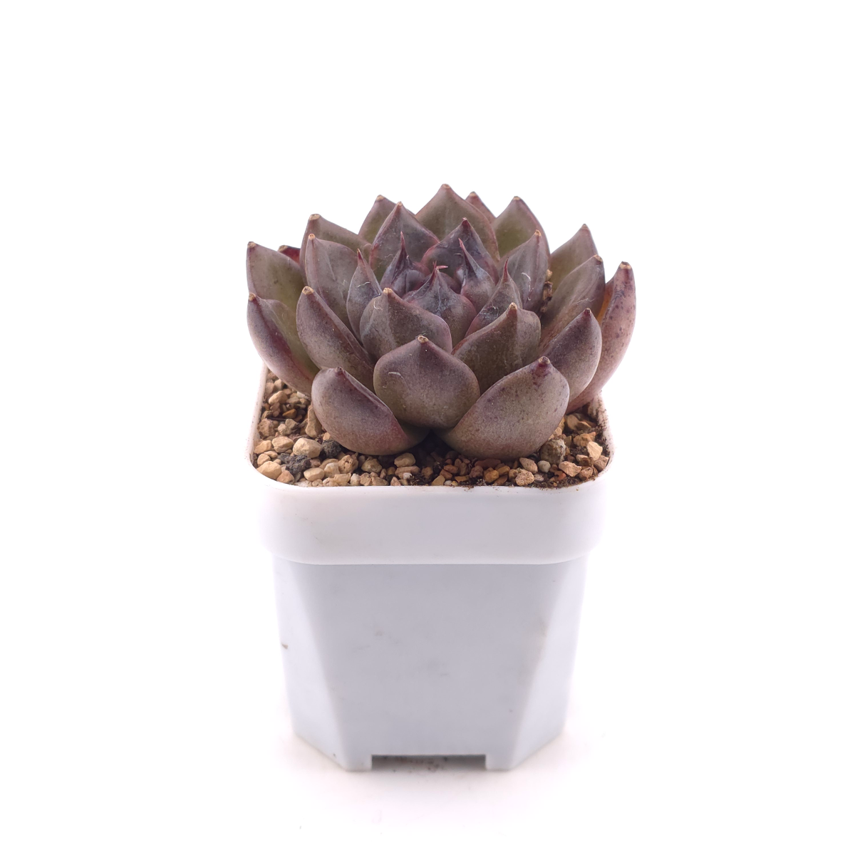 Echeveria 'Xuan Feng | 玄風 thumbnail 3