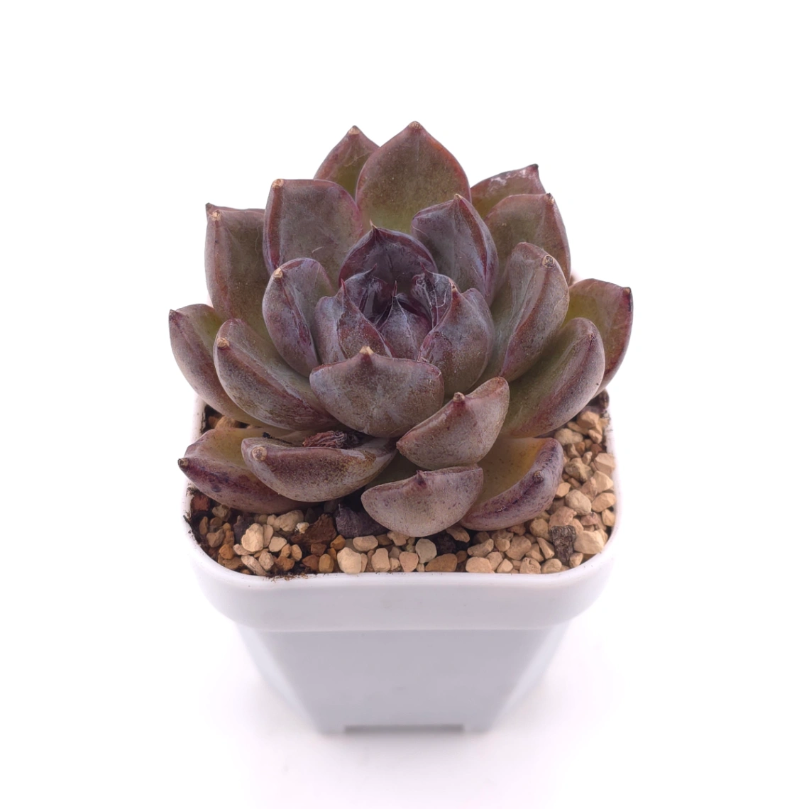 Echeveria 'Xuan Feng | 玄風 thumbnail 2