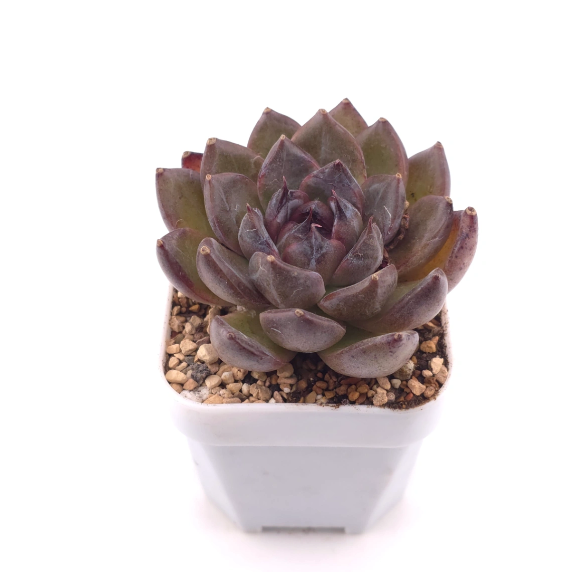 Echeveria 'Xuan Feng | 玄風 thumbnail 2