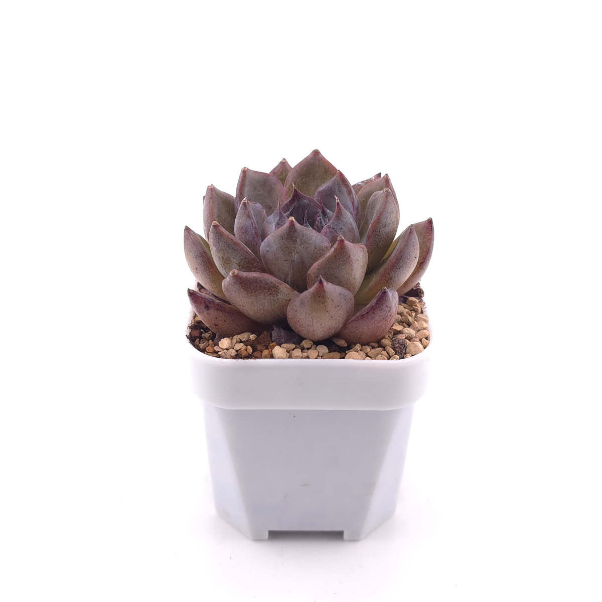 Echeveria 'Xuan Feng | 玄風 thumbnail 3