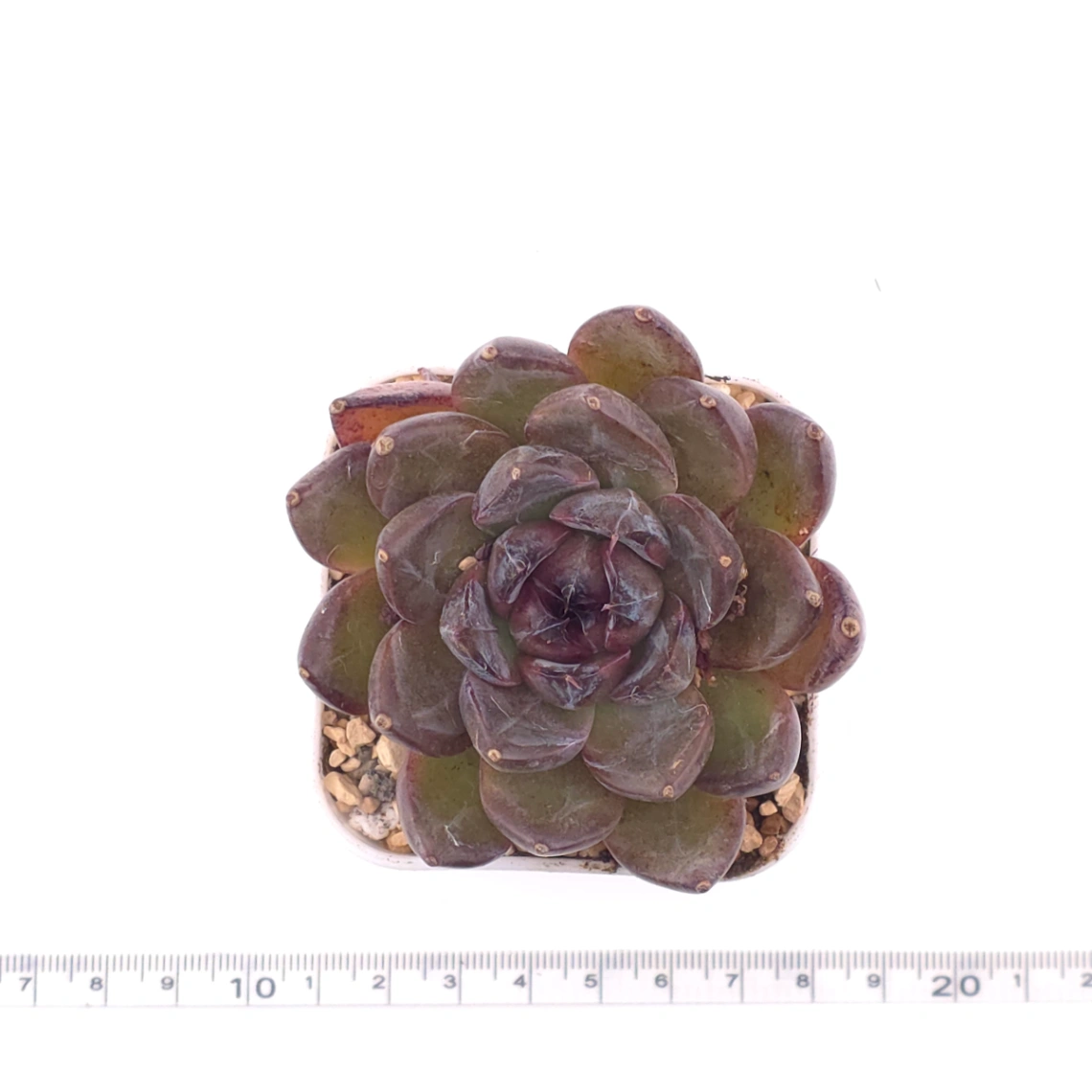 Echeveria 'Xuan Feng | 玄風 thumbnail 4