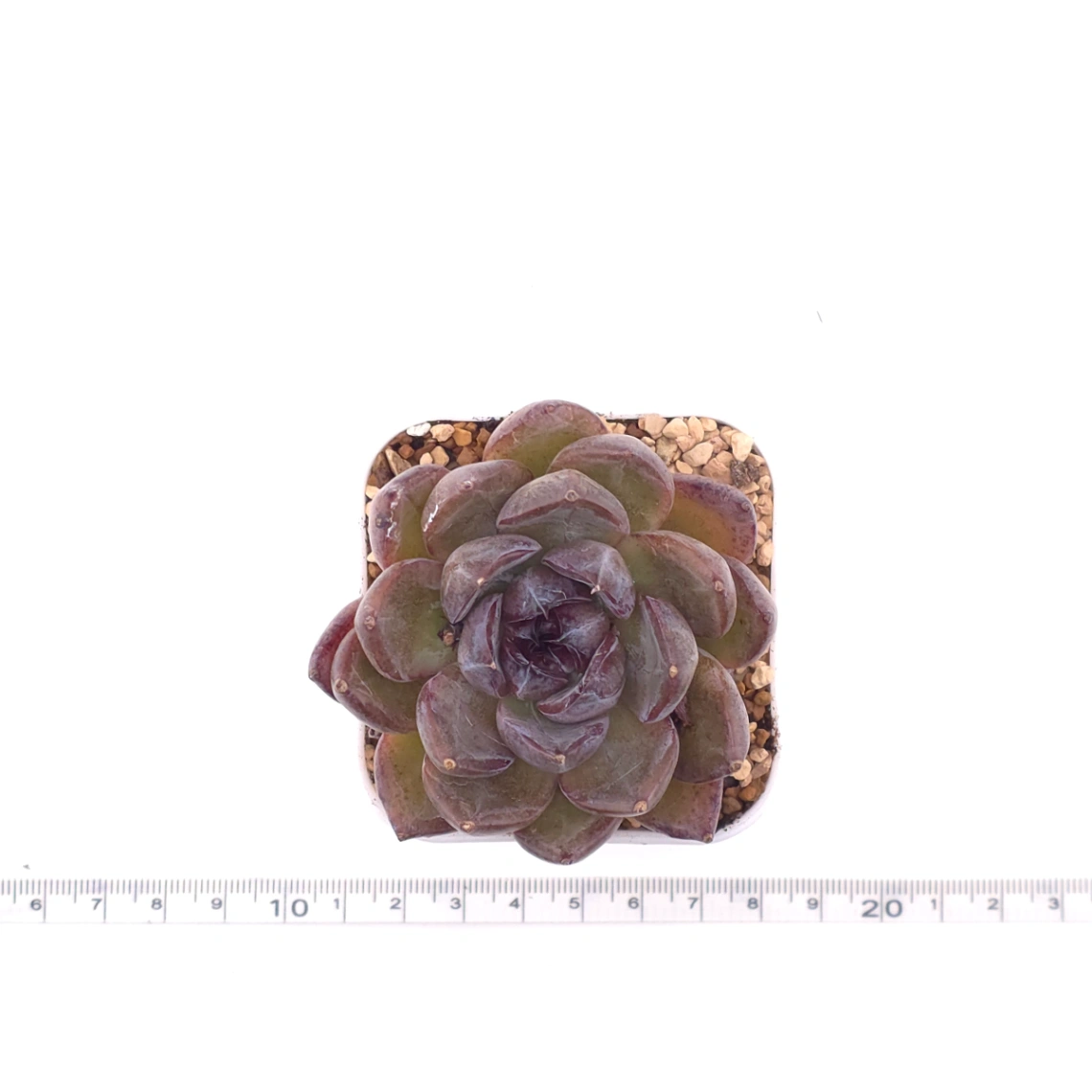 Echeveria 'Xuan Feng | 玄風 thumbnail 4