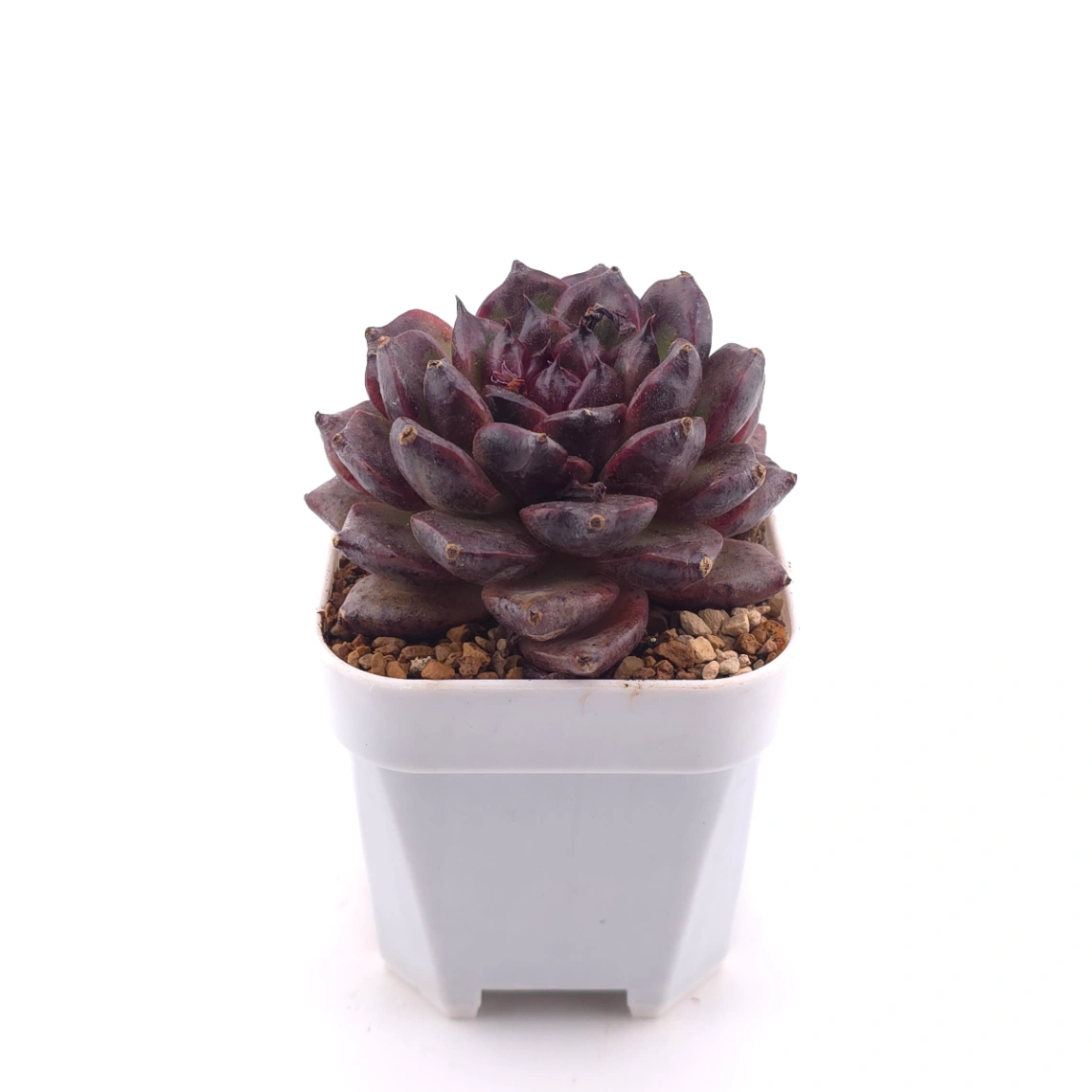 Echeveria 'Zi Yi' | 紫怡 thumbnail 3