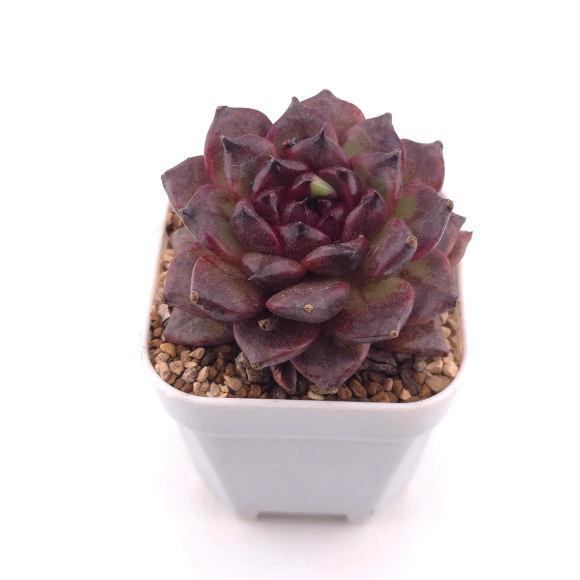 Echeveria 'Zi Yi' | 紫怡 thumbnail 2