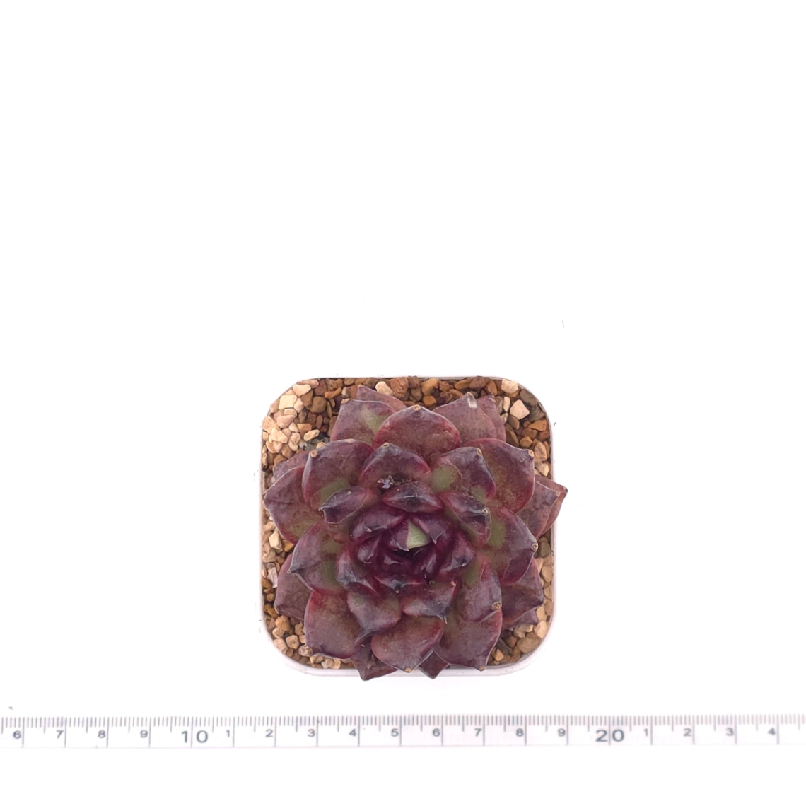 Echeveria 'Zi Yi' | 紫怡 thumbnail 4