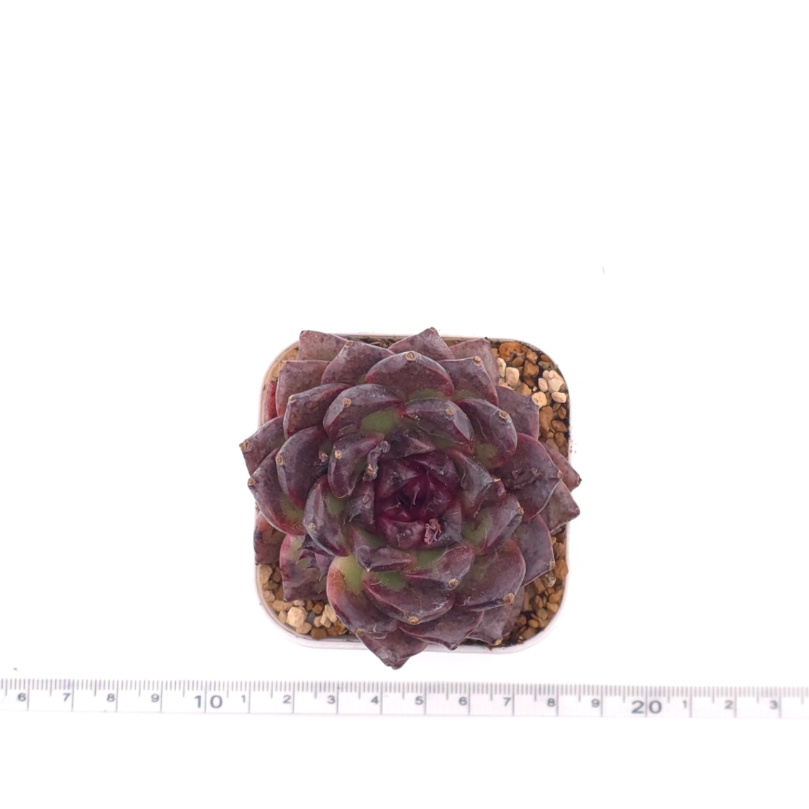 Echeveria 'Zi Yi' | 紫怡 thumbnail 4