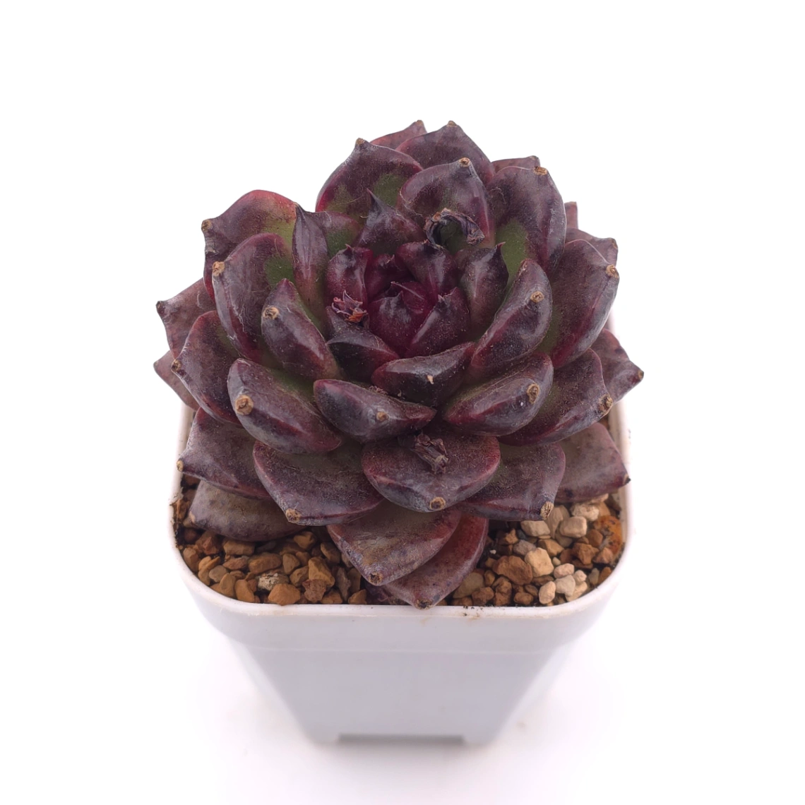 Echeveria 'Zi Yi' | 紫怡 thumbnail 2