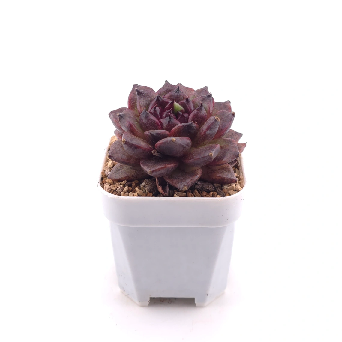 Echeveria 'Zi Yi' | 紫怡 thumbnail 3