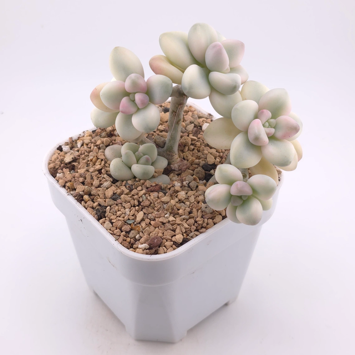 Graptopetalum 'Ellen' variegated | 艾倫錦 thumbnail 2