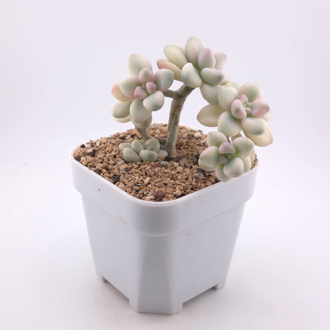 Graptopetalum 'Ellen' variegated | 艾倫錦 thumbnail 3