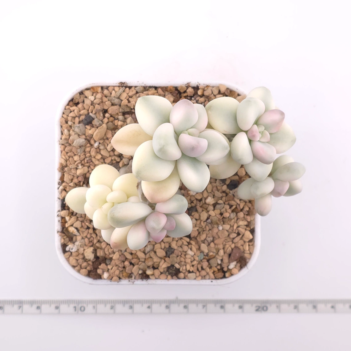 Graptopetalum 'Ellen' variegated | 艾倫錦 thumbnail 4