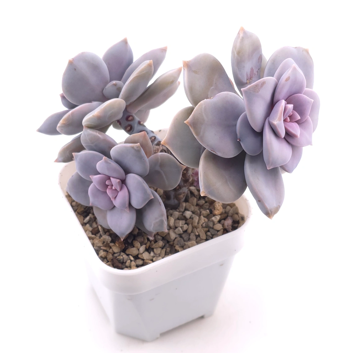 Graptopetalum pentandrum superbum | 華麗風車 thumbnail 2