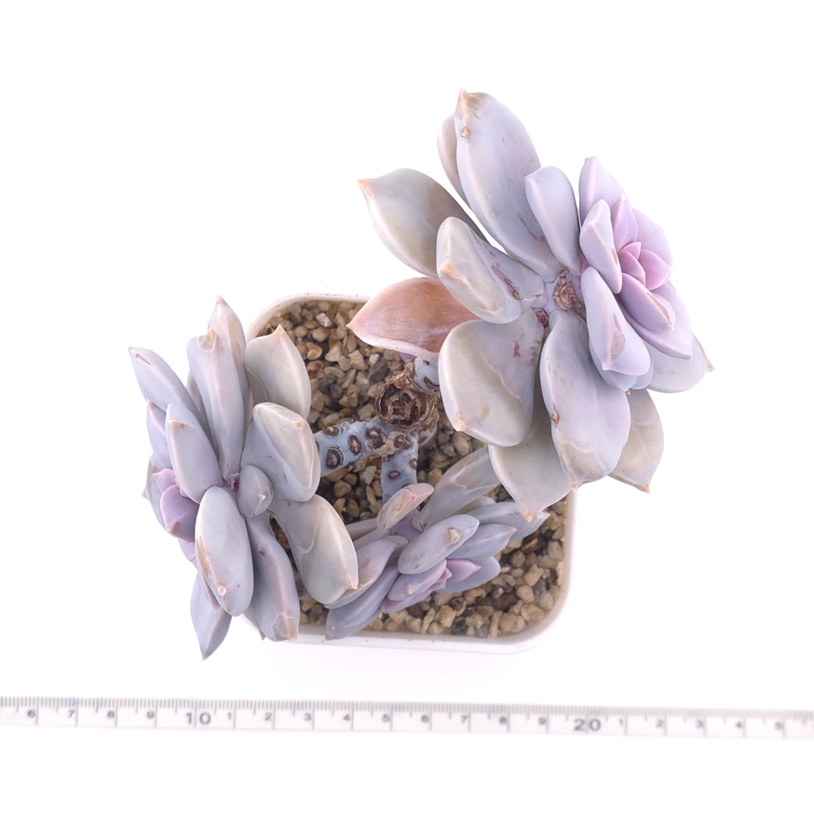 Graptopetalum pentandrum superbum | 華麗風車 thumbnail 4