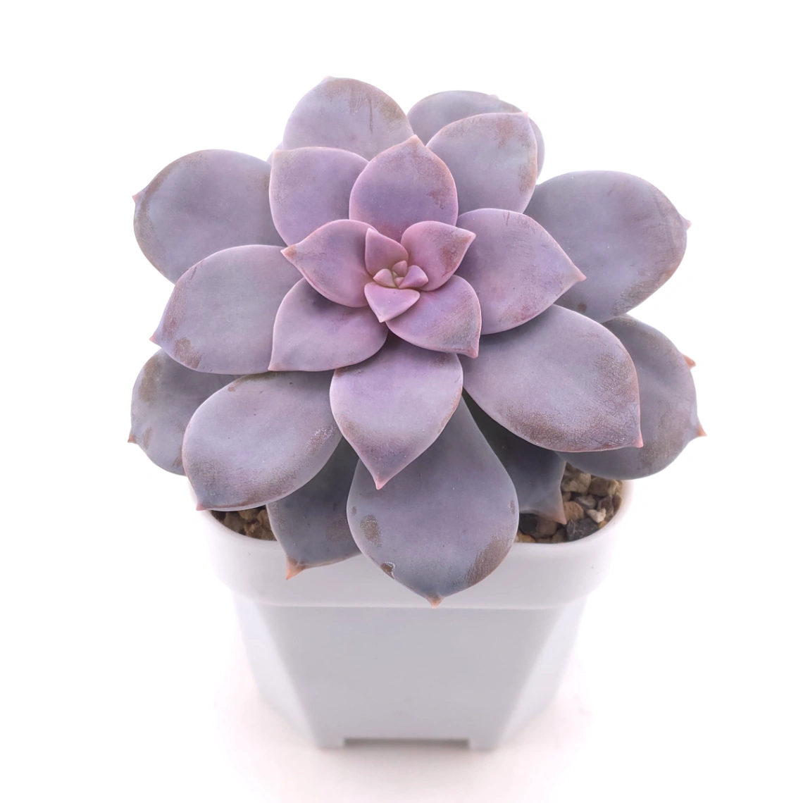 Graptopetalum pentandrum superbum | 華麗風車 thumbnail 2