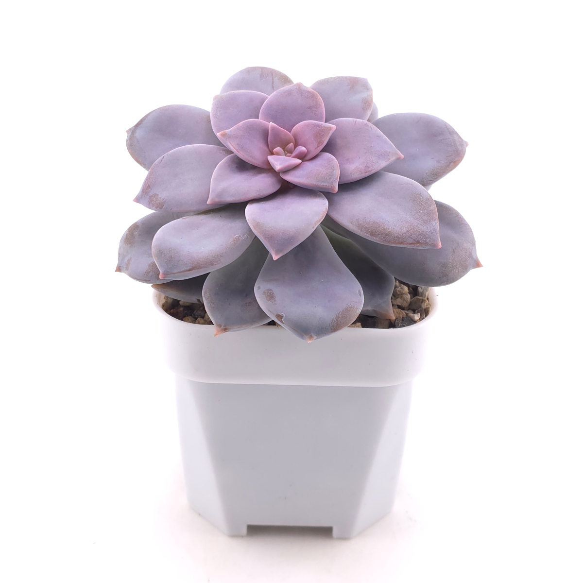 Graptopetalum pentandrum superbum | 華麗風車 thumbnail 3