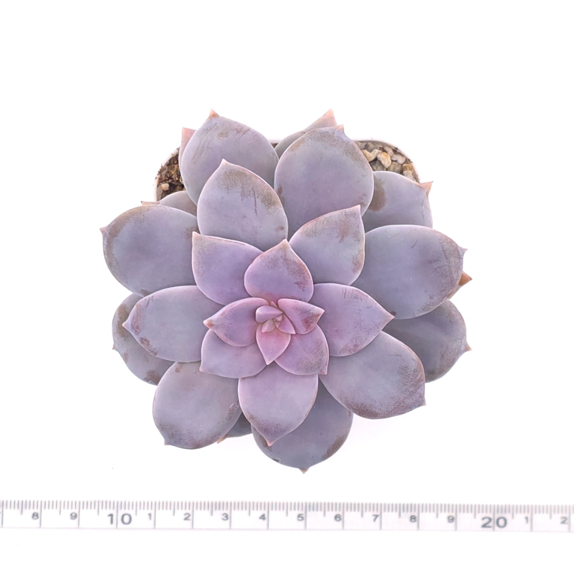 Graptopetalum pentandrum superbum | 華麗風車 thumbnail 4