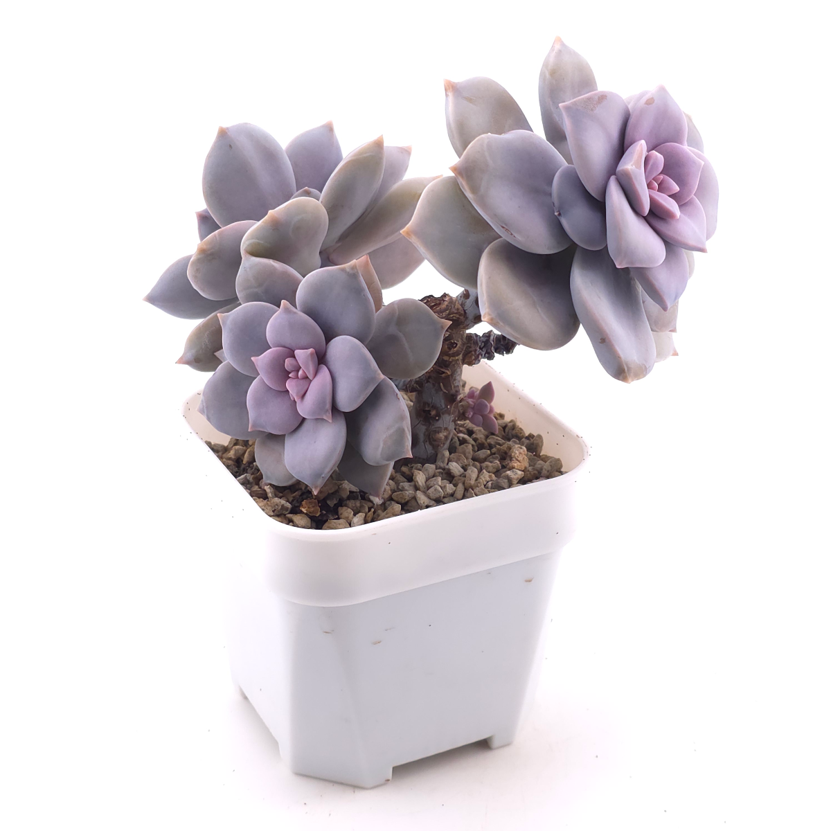 Graptopetalum pentandrum superbum | 華麗風車 thumbnail 3