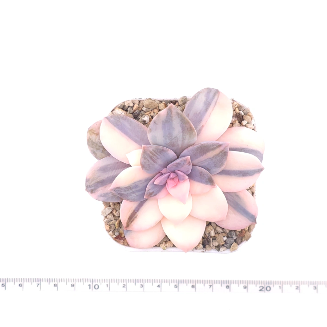 Graptopetalum pentandrum superbum variegated | 華麗風車錦 thumbnail 4