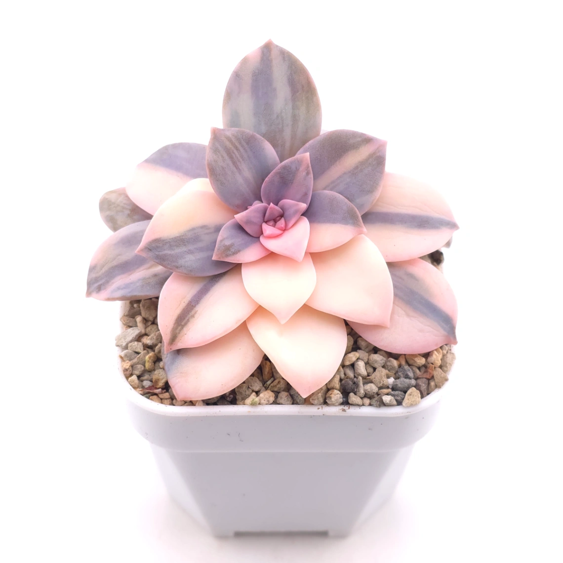 Graptopetalum pentandrum superbum variegated | 華麗風車錦 thumbnail 2
