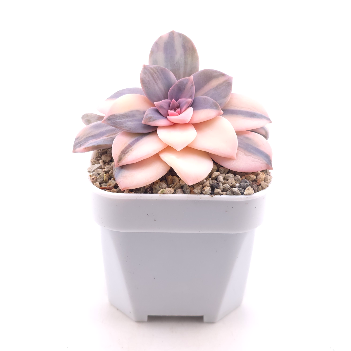 Graptopetalum pentandrum superbum variegated | 華麗風車錦 thumbnail 3
