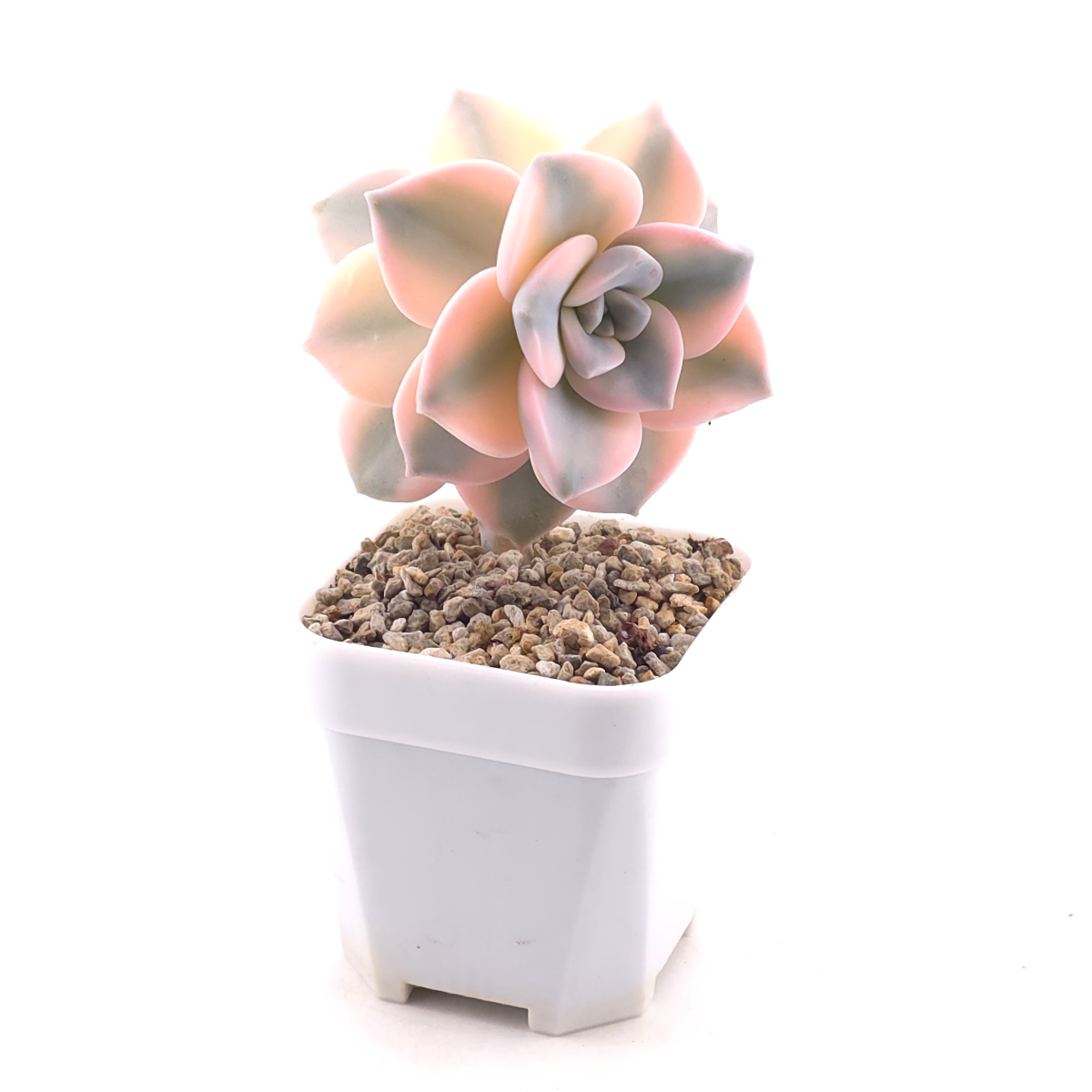 Graptopetalum ‘Purple Delight’ variegated | 紫樂錦 thumbnail 3