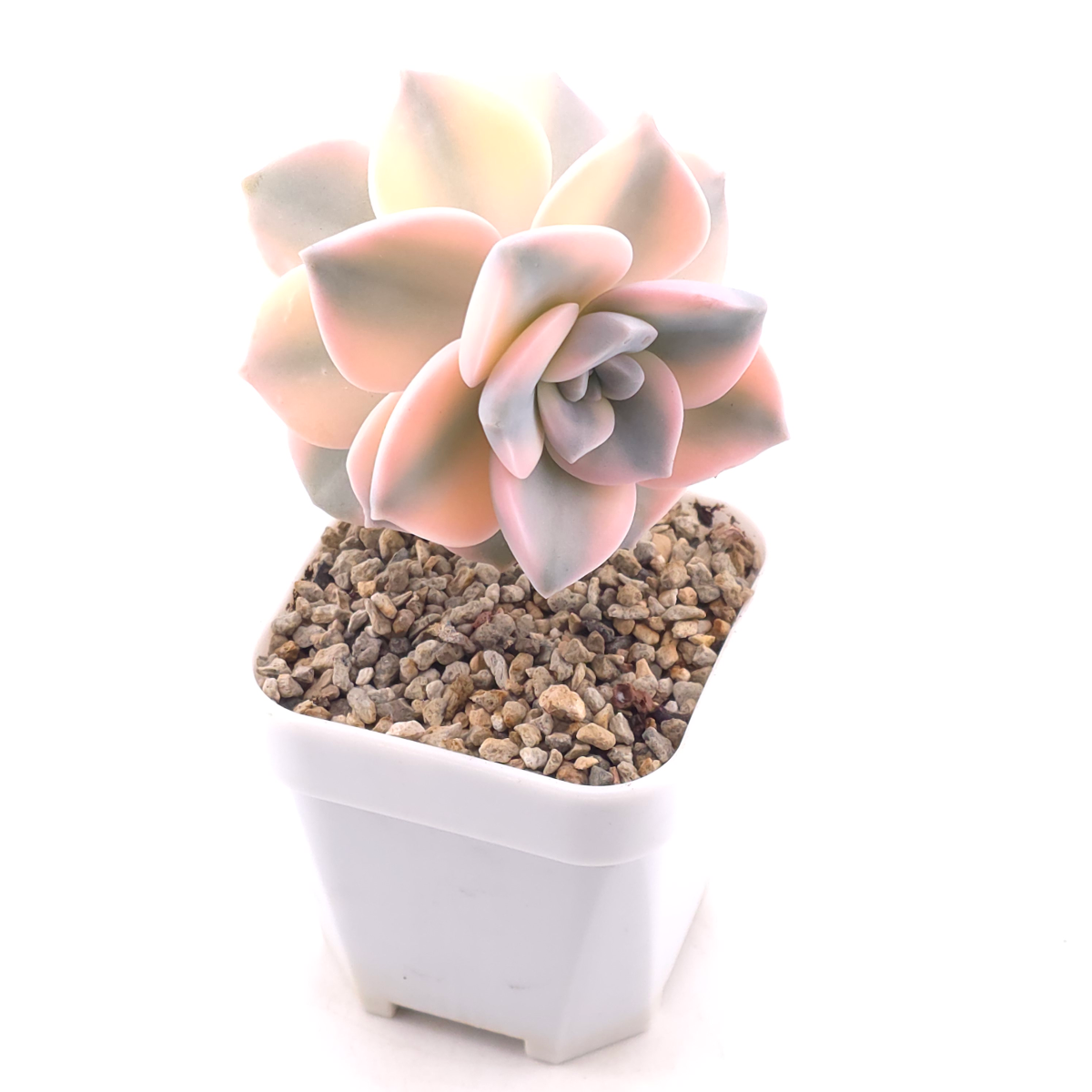 Graptopetalum ‘Purple Delight’ variegated | 紫樂錦 thumbnail 2