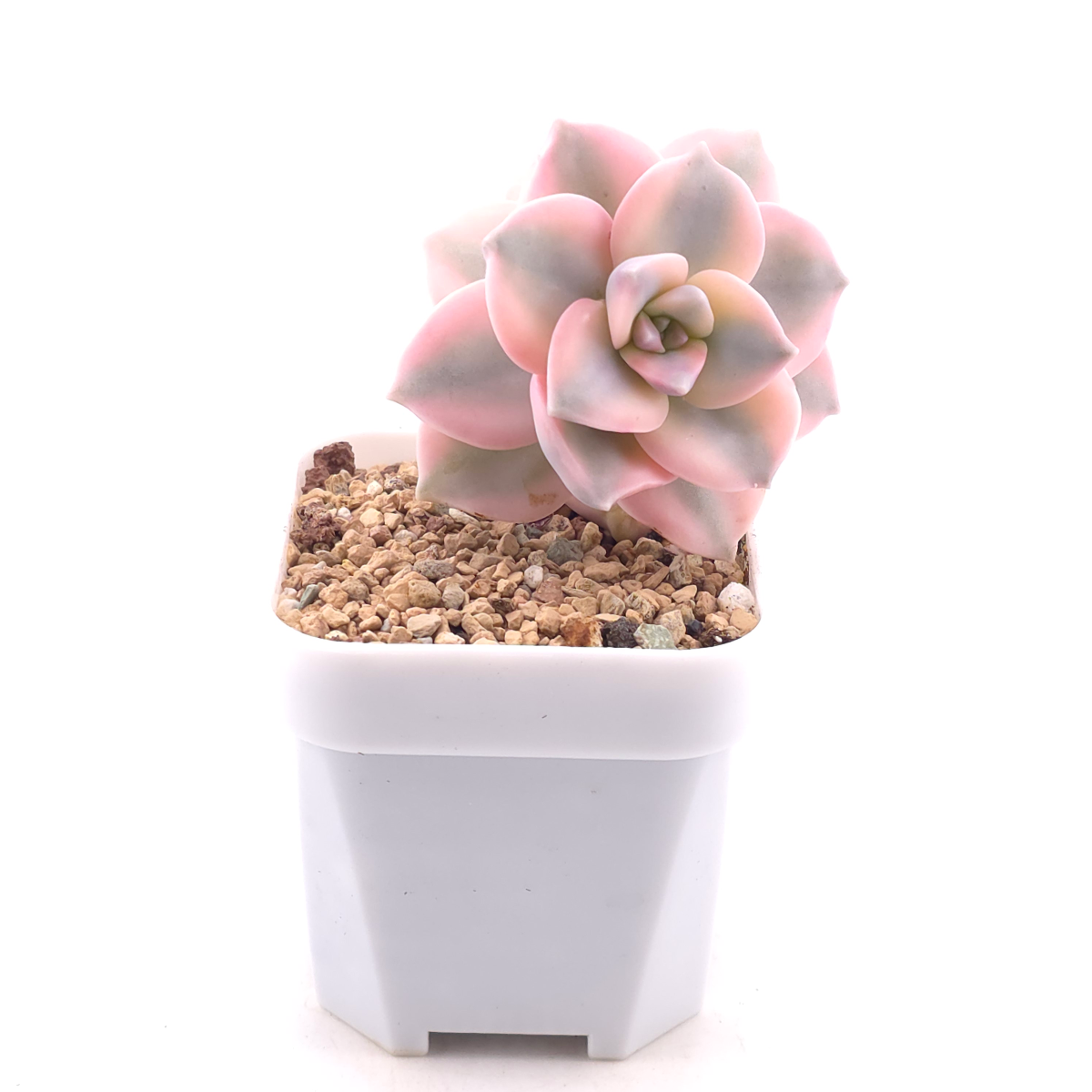 Graptopetalum ‘Purple Delight’ variegated | 紫樂錦 thumbnail 3