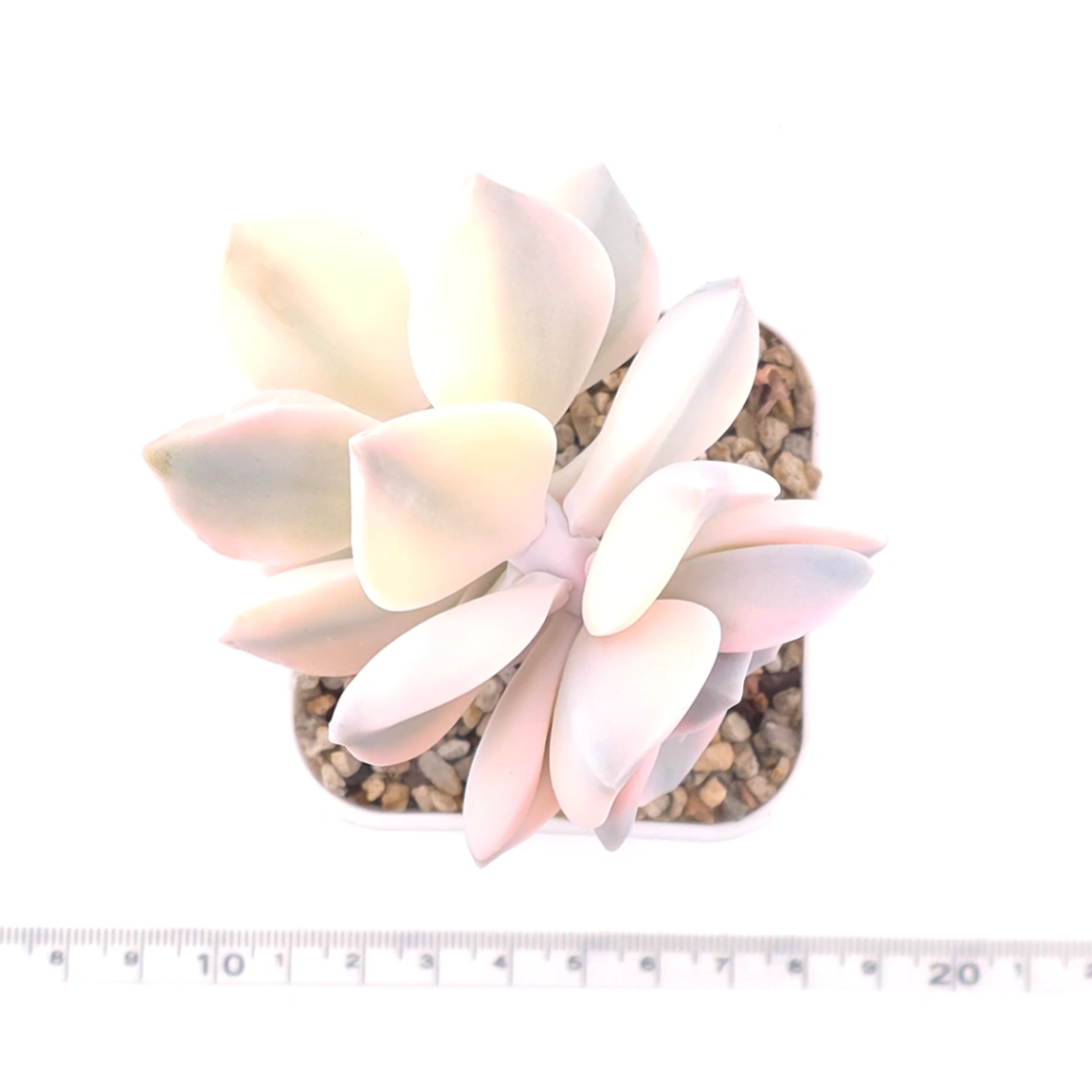 Graptopetalum ‘Purple Delight’ variegated | 紫樂錦 thumbnail 4