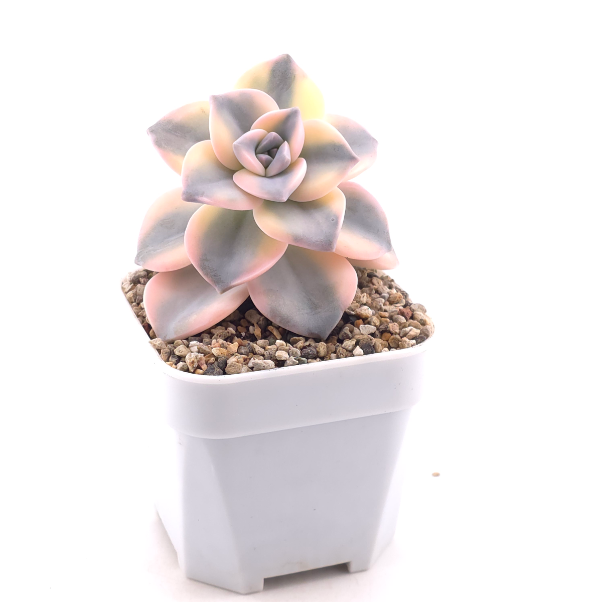 Graptopetalum ‘Purple Delight’ variegated | 紫樂錦 thumbnail 3