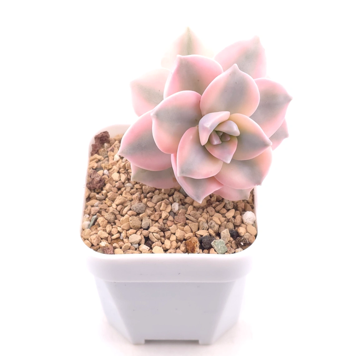 Graptopetalum ‘Purple Delight’ variegated | 紫樂錦 thumbnail 2