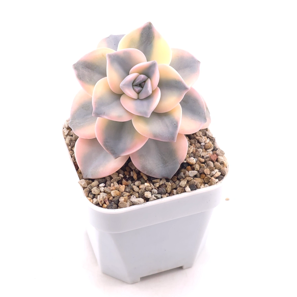 Graptopetalum ‘Purple Delight’ variegated | 紫樂錦 thumbnail 2
