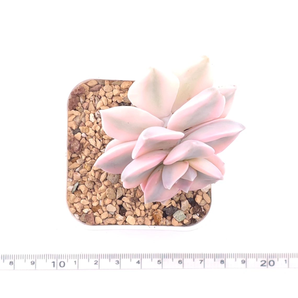 Graptopetalum ‘Purple Delight’ variegated | 紫樂錦 thumbnail 4