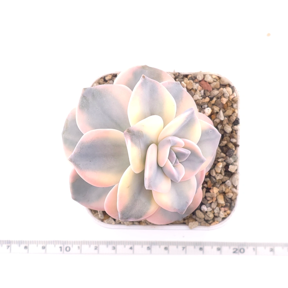Graptopetalum ‘Purple Delight’ variegated | 紫樂錦 thumbnail 4