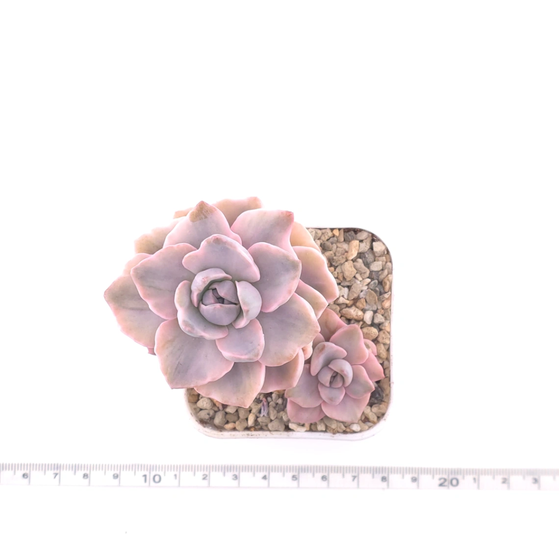 Graptoveria ‘Mrs Richard’ variegated | 彩虹糖錦 thumbnail 4