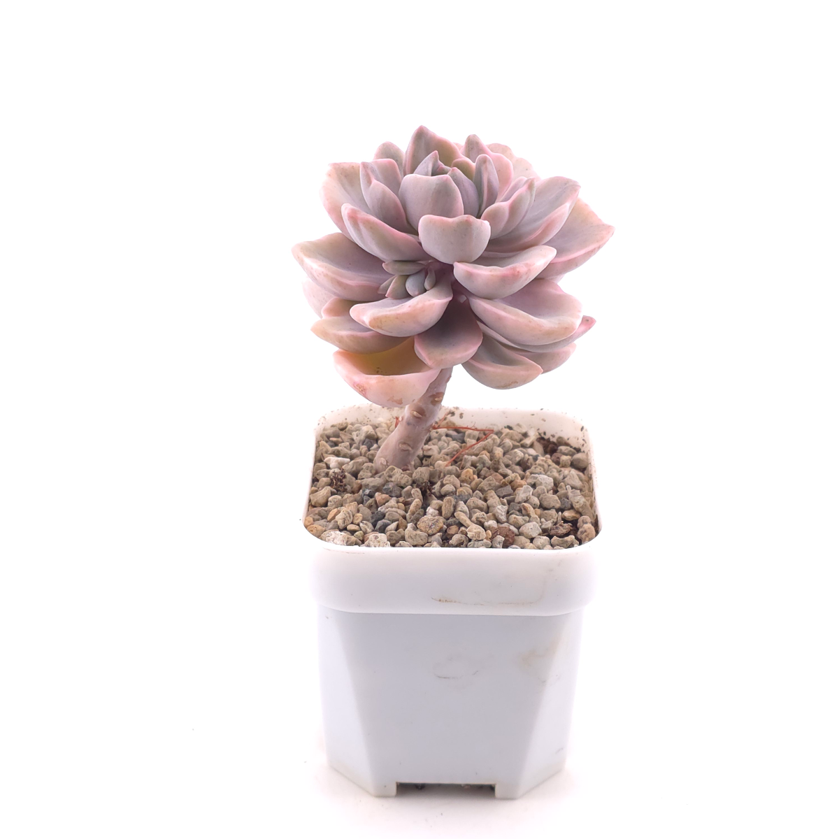 Graptoveria ‘Mrs Richard’ variegated | 彩虹糖錦 thumbnail 3