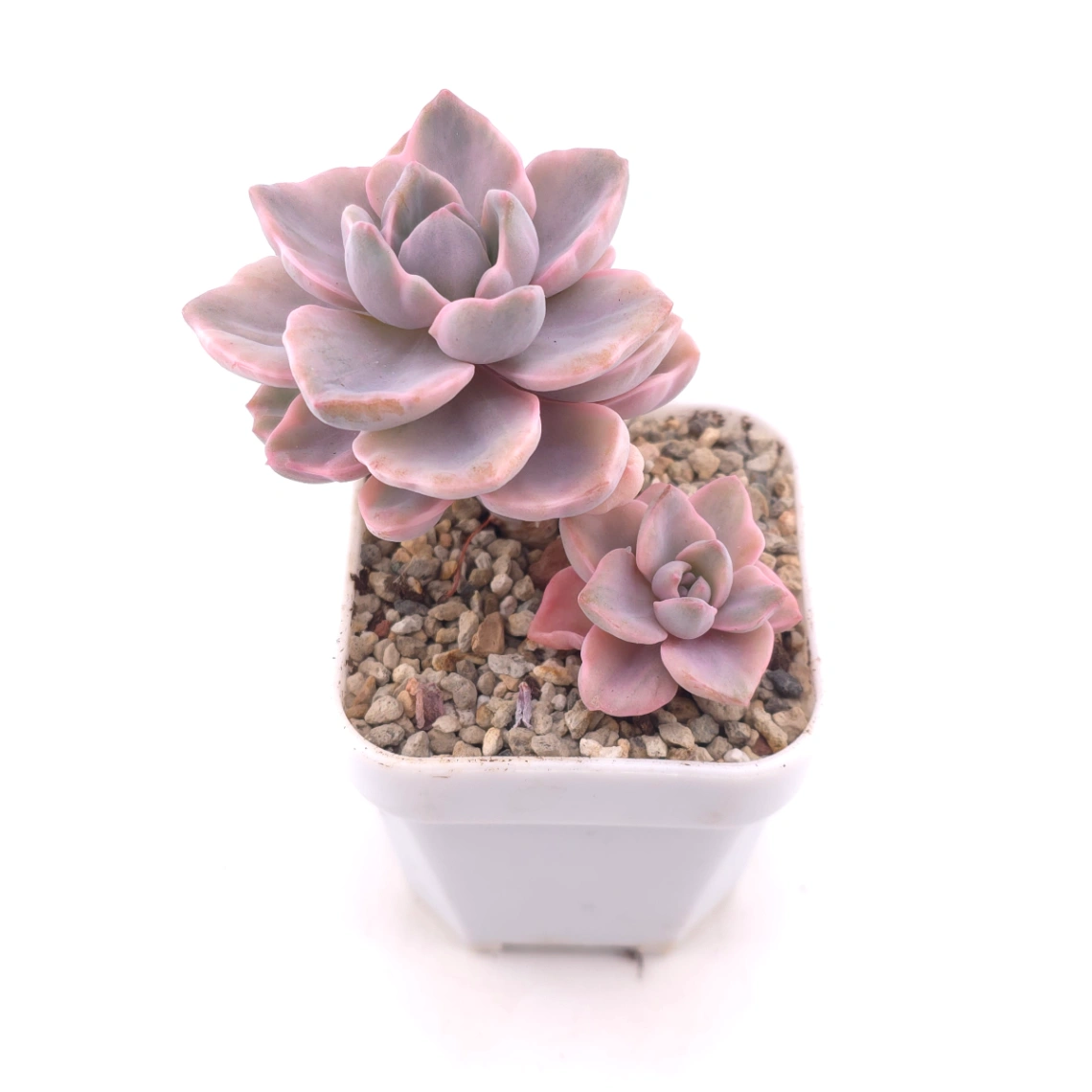 Graptoveria ‘Mrs Richard’ variegated | 彩虹糖錦 thumbnail 2