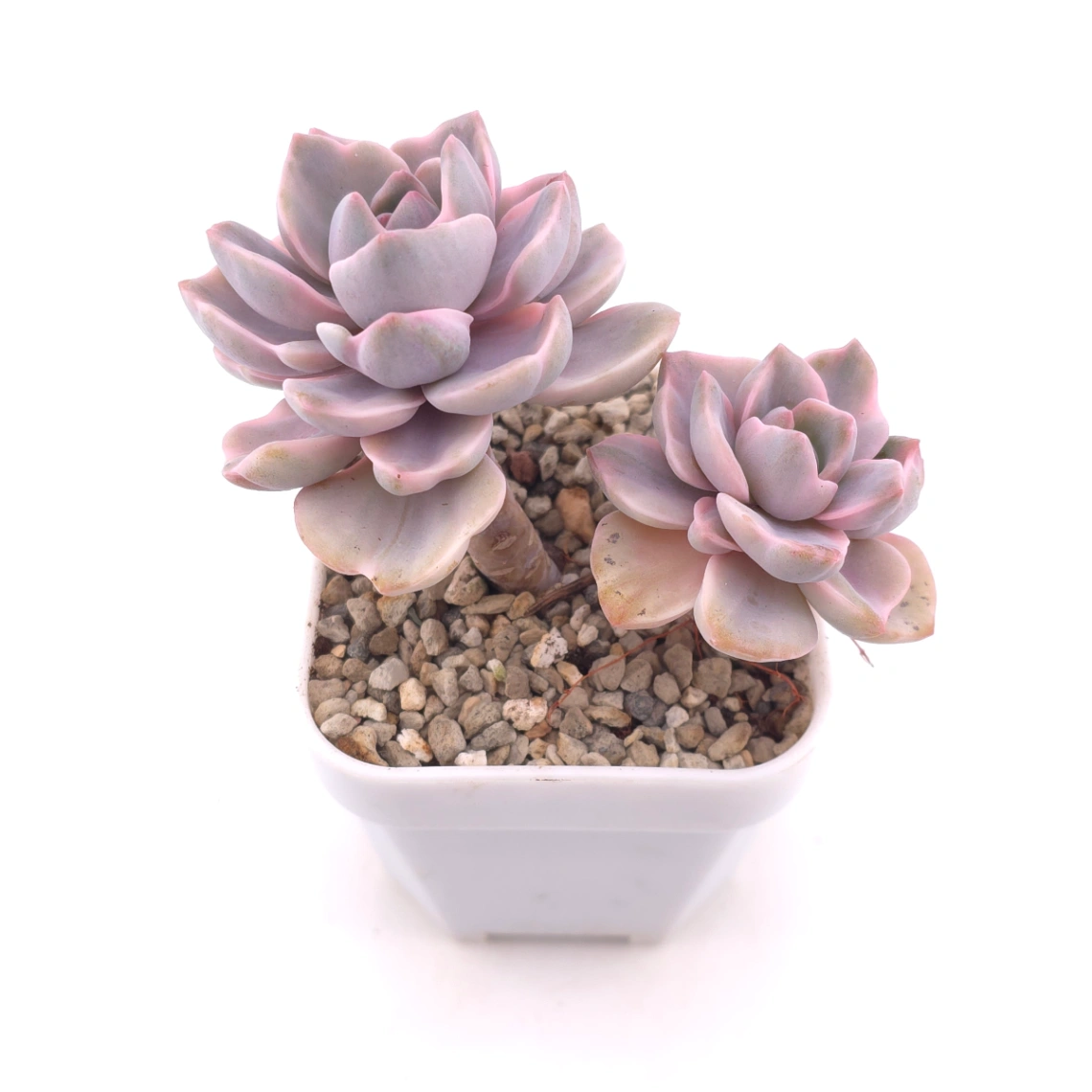 Graptoveria ‘Mrs Richard’ variegated | 彩虹糖錦 thumbnail 2